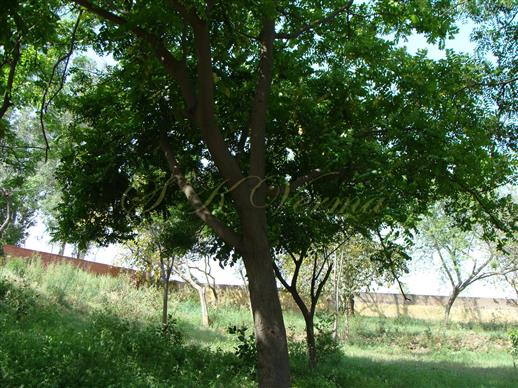  Plant